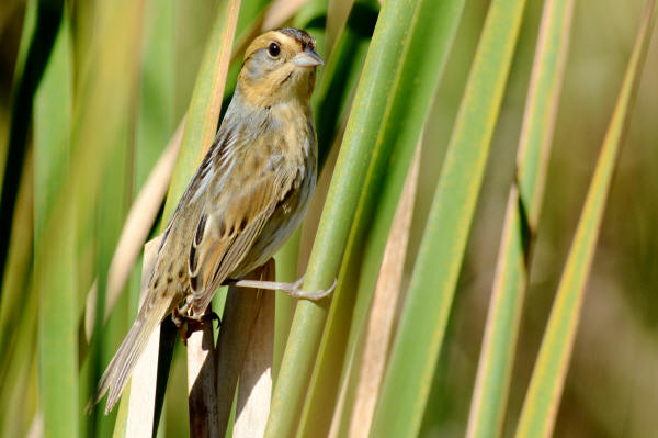 Nelson's Sparrow