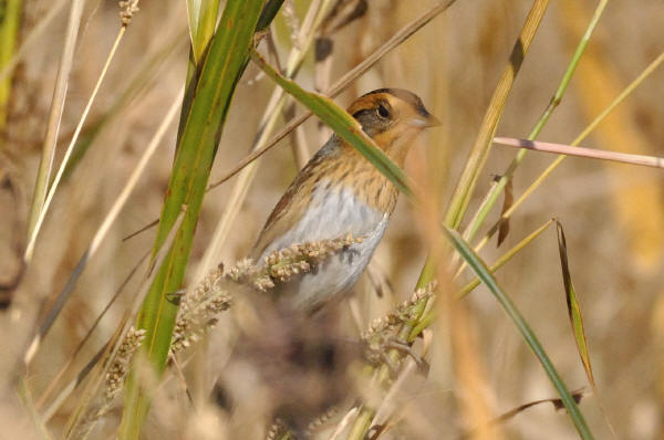 Nelson's Sparrow