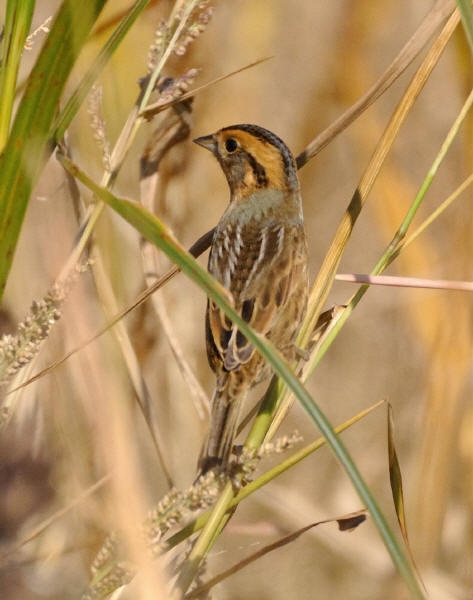 Nelson's Sparrow