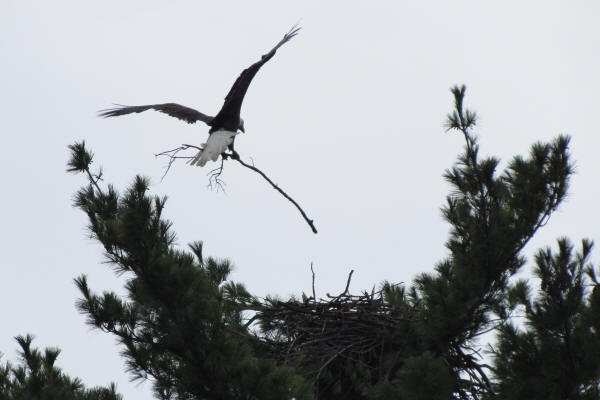 Building the new nest at Mooseheart