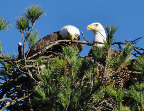 Bald Eagles