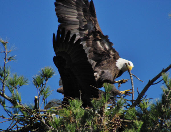 Bald Eagles