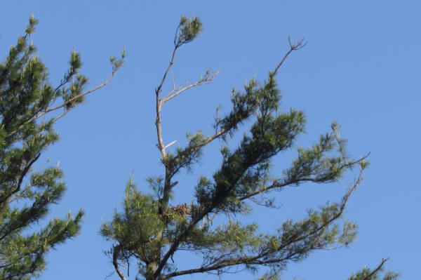 Eagles' nest tree