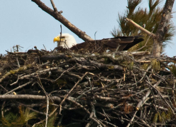 Bald Eagle