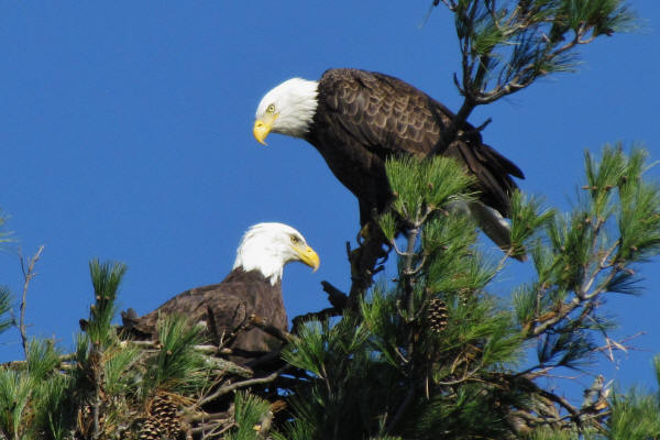 Blad Eagles working their new nest at Mooseheart