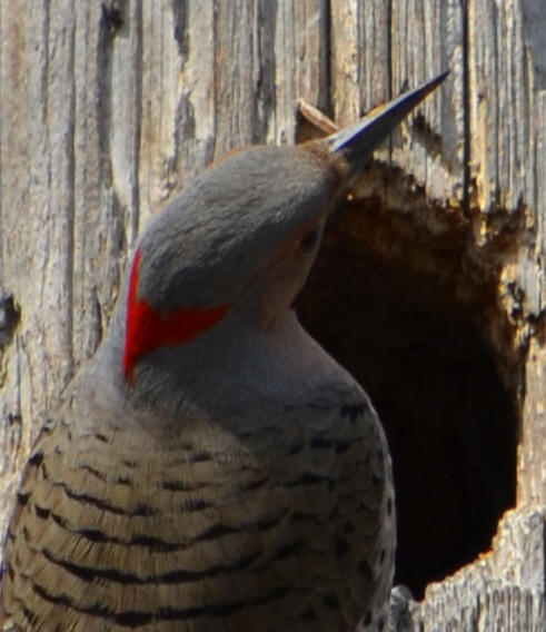 Northern Flicker