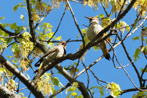 Northern Flickers