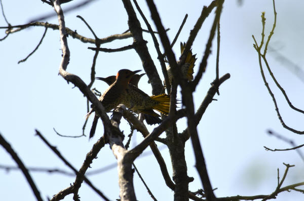 Northern Flickers