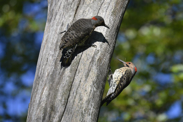 Northern Flickers