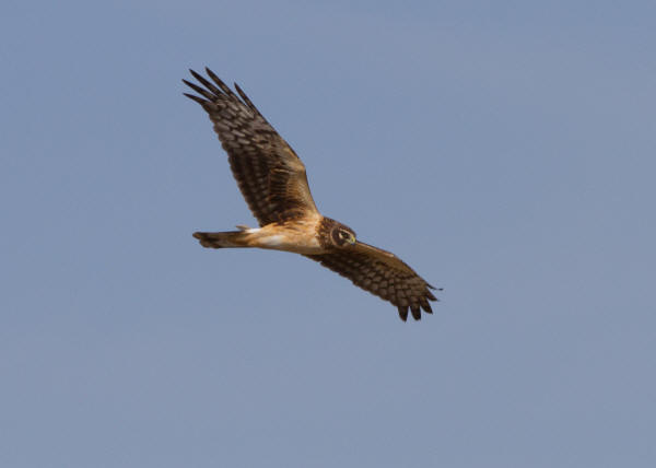 Northern Harrier