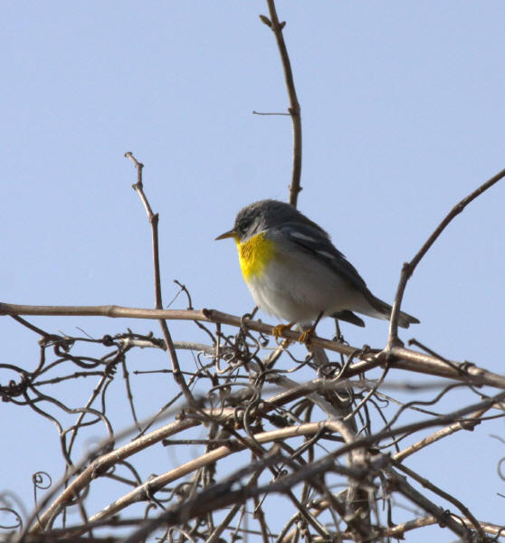 Northern Parula