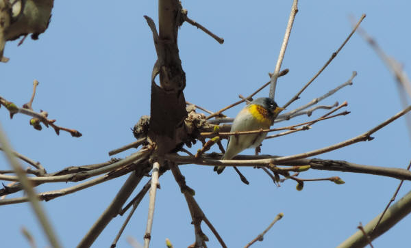 Northern Parula