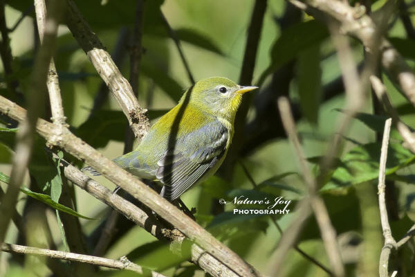 Northern Parula