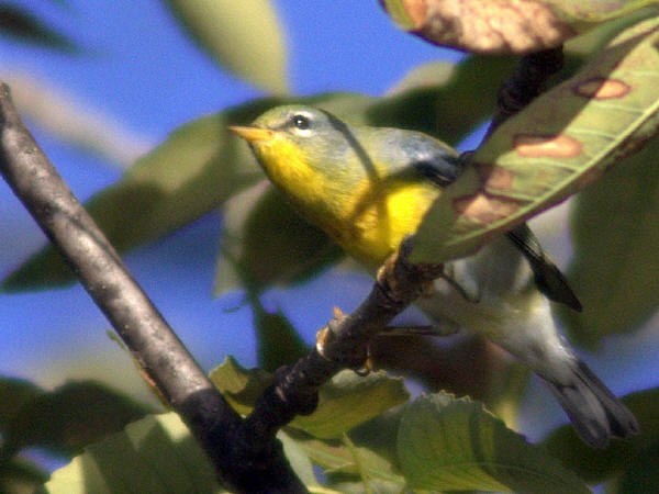 Northern Parula