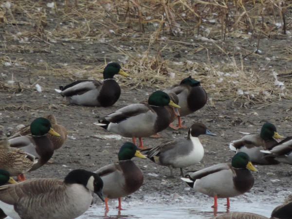 Northern Pintail