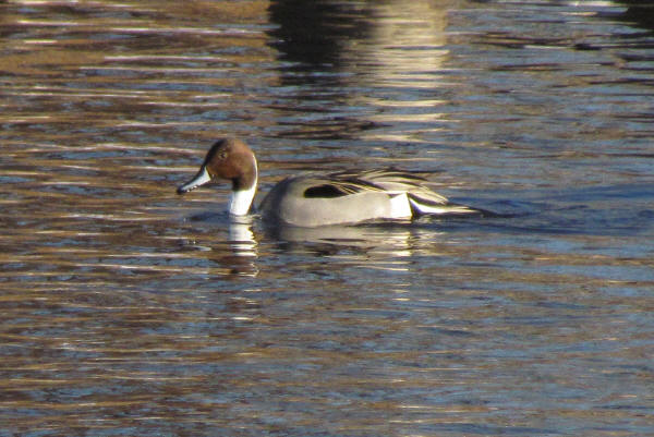 Northern Pintail