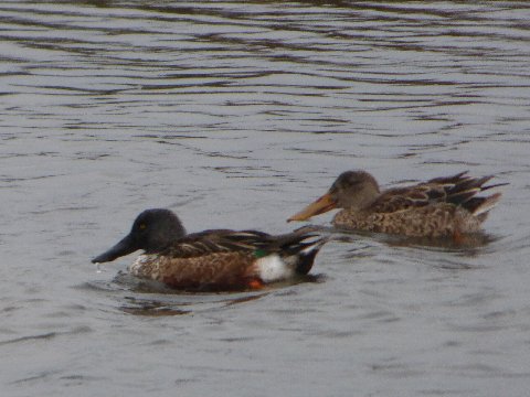 Northern Shovelers