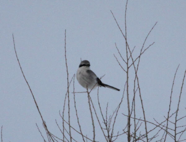 Northern Shrike