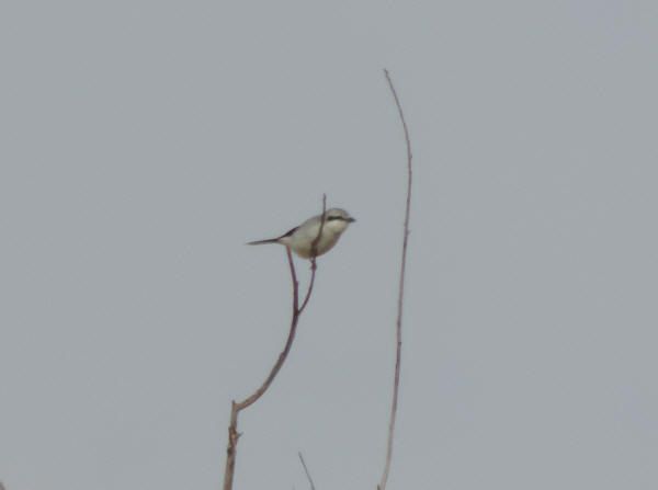 Northern Shrike