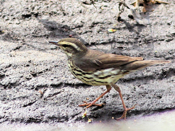 Northern Waterthrush