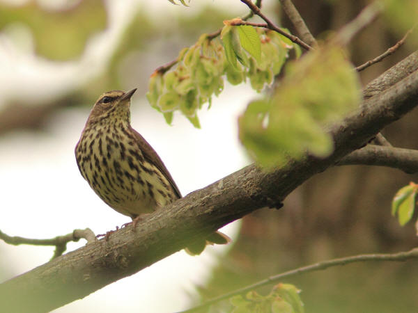 Northern Waterthrush