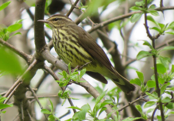 Northern Warerthrush