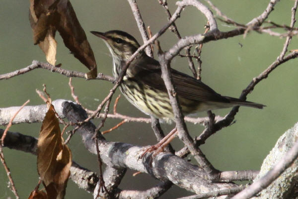 Northern Waterthrush