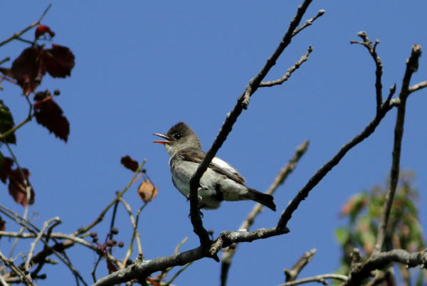 Olive-sided Flycatcher