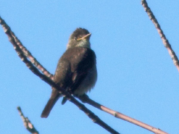 Olive-sided Flycatcher