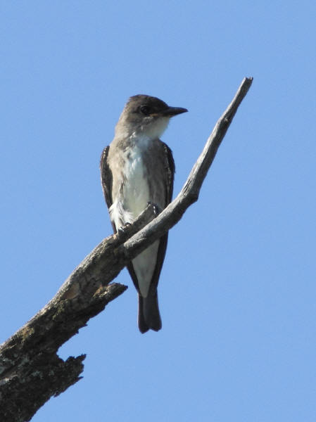 Olive-sided Flycatcher