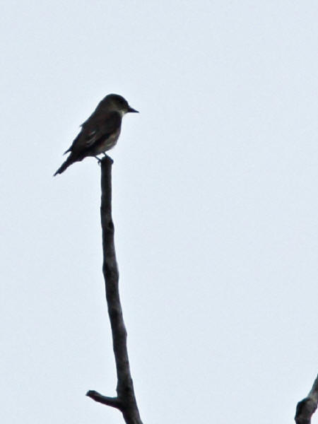 Olive-sided Flycatcher