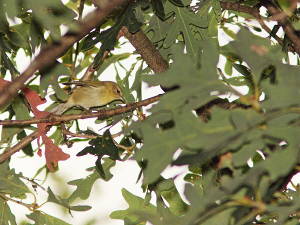 Orange-crowned Warbler