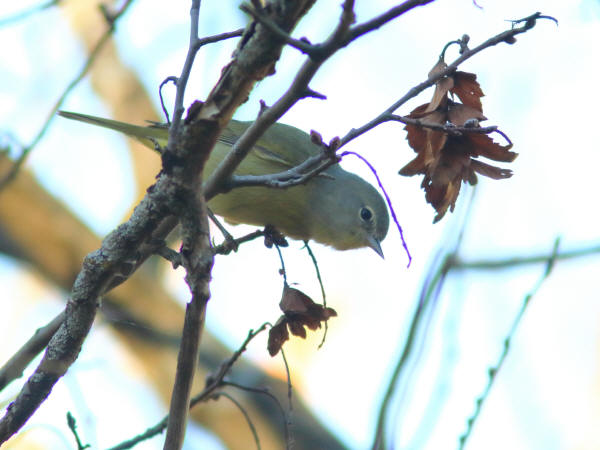 Orange-crowned Warbler