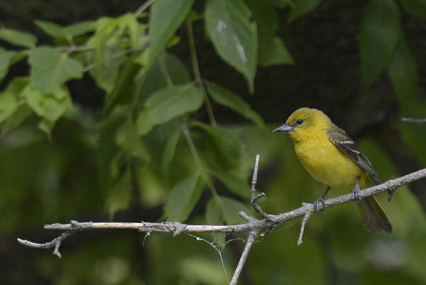 Orchard Oriole