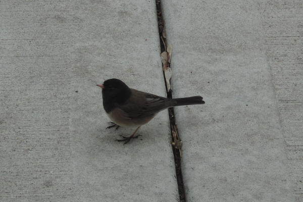 Oregon Dark-eyed Junco