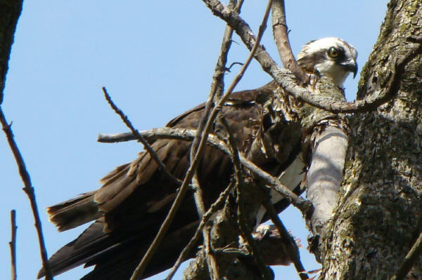 Osprey