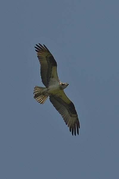 Osprey