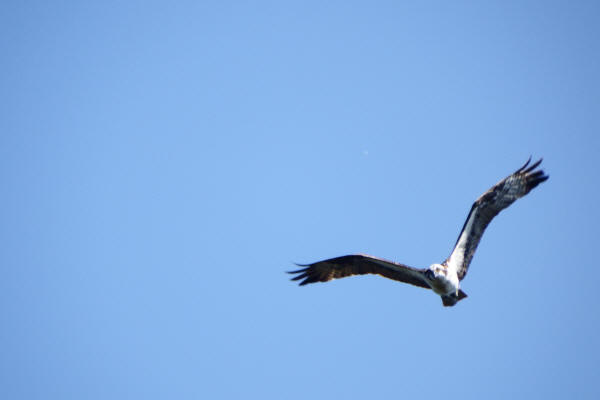 Osprey