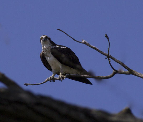 Osprey