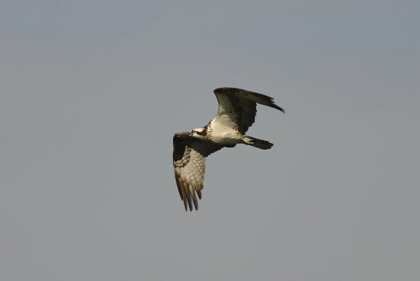 Osprey