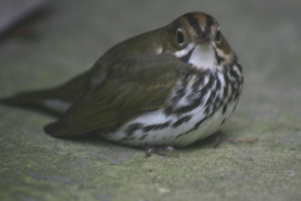 Ovenbird