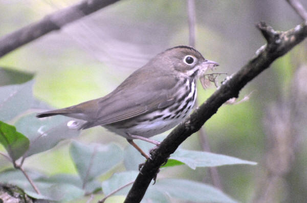 Ovenbird