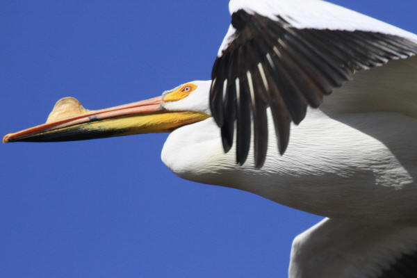 American White Pelican in flight closeup