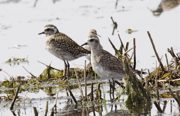 American Golden-Plover