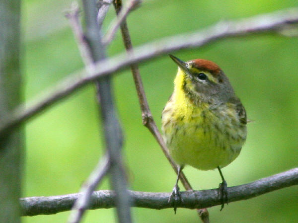 Palm Warbler