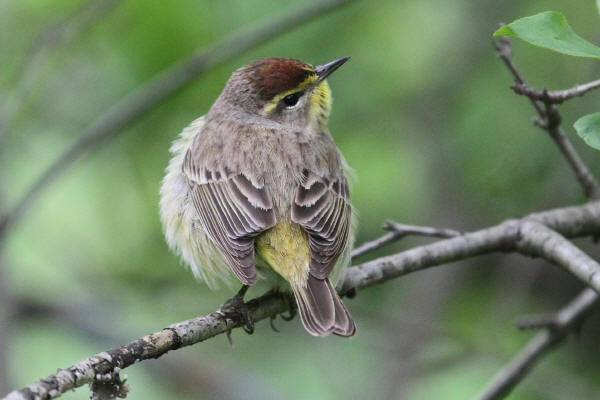 Palm Warbler