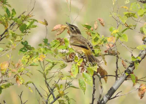 Palm Warbler