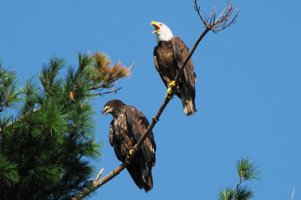 Eagle and eaglet