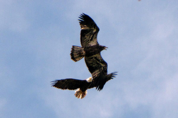 Mooseheart eagle and eaglet flying