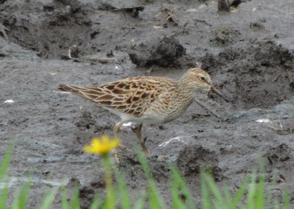 Pectoral Sandpiper